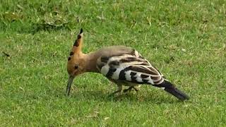 Hoopoe Bird Facts Interesting Facts about Hoopoe Facts about Hoopoe Bird [upl. by Martguerita]