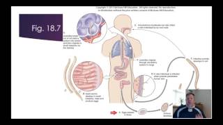 Zoology Lab 11  Nematoda [upl. by Boesch]