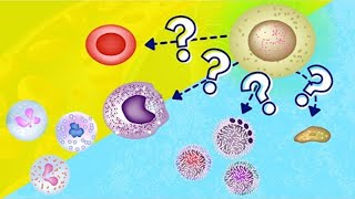 Hemopoiesis  Hematopoiesis  How Blood is Made [upl. by Free924]