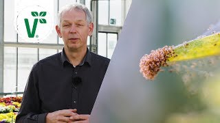 Wie kann man Spinnmilben vorbeugen und bekämpfen Schädlinge im Garten  Volker Gartenwissen [upl. by Egiap]