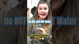 Dry Hatching Chickens Eggs 🥚☀️What Is A Dry Hatch How Is IT Done🐣 Shorts [upl. by Ytok]