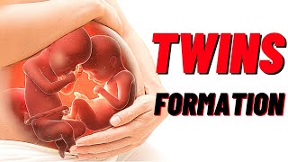 How Twins Are Formed In Humans Animation Identical and Fraternal Twins [upl. by Portia]