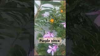 Vinca plant ☘️ helth benefits nature  a amazingfacts [upl. by Tanner256]