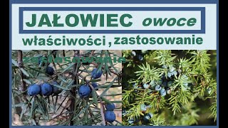 Jałowiec pospolity  zastosowanie właściwości zdrowotne [upl. by Llydnek218]