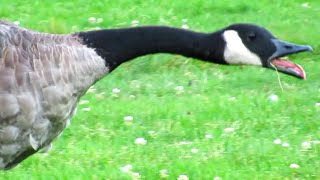 Canada Geese Honking Flying  Angry Hissing at Each Other [upl. by Harimas]