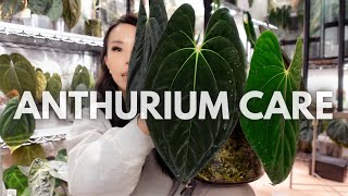 Everything Ive learned about anthurium care over the years [upl. by Lebazej131]