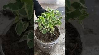 ficus benjamina anastasia plant care trending garden indoorplants youtubeshorts gardening yt [upl. by Reinar]