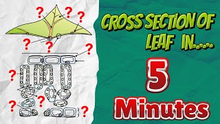 LEARN Cross Section of Leaf Diagram Class 10 in Just 5 MINUTES  No BS [upl. by Oirobil]