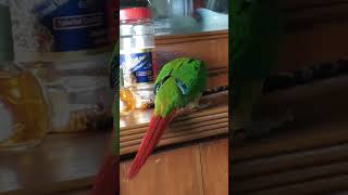 Conure playing [upl. by Rocker]