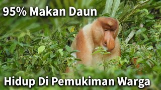 Suara Bekantan mencari makan di alam  Proboscis monkey sound [upl. by Audrey]