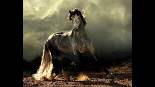 caballos  el caballo arabe y anglo arabe  documentales de animales [upl. by Kantos]