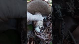 Koźlarz🍁Huge Scaber Stalk grzybobranie🍄fungi 버섯 pilze キノコ hongos jamur champignons shorts [upl. by Audette]