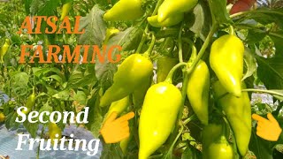 ATSAL FARMINGSecond FruitingquotPaano Mapalaki ang BUNGA atsal bellpeppers [upl. by Felten]