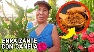 ENRAIZANTE Casero para ESQUEJES con la CANELA EN POLVO  Cómo ENRAIZAR Rápido con CANELA [upl. by Herwin]