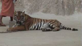 Thailand part 3  Tigers in Wat Pa Luang Ta Bua Yannasampanno [upl. by Stavros]