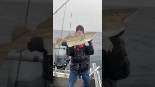 Grote Dikke Kabeljauw gevangen midden op zee 😱 rivercrew fishing vissen zeevissen kabeljauw [upl. by Auburta]