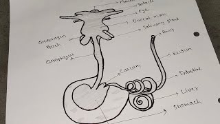 Alimentary Canal Of Pila। Digestive System Of Pila। Digestrive System Of pila Class Bsc 2nd Year। [upl. by Adneram]