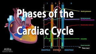 The Cardiac Cycle Animation [upl. by Ardnikat544]