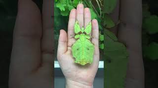 The amazing life cycle of leafhoppers trending insectsmotivationshortsanimals [upl. by Anallese]