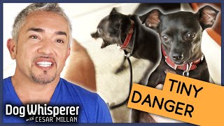 Cesar Millan vs Insecure Biting Dog  Season 9 Episode 11  Dog Whisperer [upl. by Sinaj]