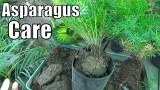 How to Divide Asparagus Fern  Growing Season [upl. by Cinimod122]