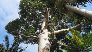 Agathis robusta  Queensland Kauri Pine [upl. by Gnud]