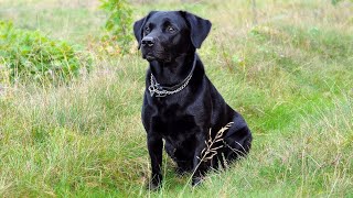 Black Labrador Barking Voice  My Cute Lovely Labra Dog  Forever Wild [upl. by Erdnua]