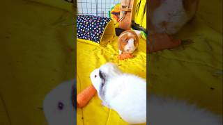 Guinea Pigs Eat Carrots 🥕 guineapigfood [upl. by Nrehtak]