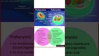 Prokaryotic and Eukaryotic cells difference neet [upl. by Ardnohsal677]