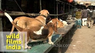 Dogs being sold at Sonepur mela Bihar [upl. by Irik]