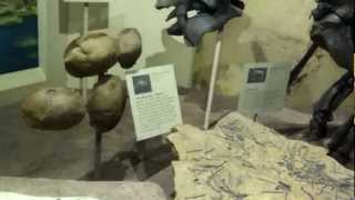 Eocene display at the Smithsonion National Museum of Natural History HD [upl. by Dallis]