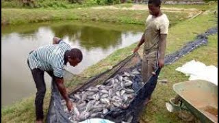 Formation en Pisciculture hors sol  KinshasaKinkole [upl. by Imar920]