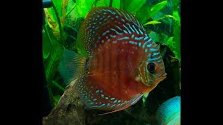 Planted Discus Tank and Anoxic Filtration Update 2  Hand Feeding Discus [upl. by Holt953]