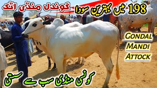 Kon C Mandi Sasti Gondal Mandi Attock Latest Update 19 June 2023 [upl. by Ahsenac128]