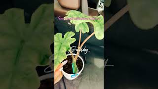 Rare plant find come see  Alocasia Jacklin Black Rabbits Foot Fern  Fyp I’m so excited [upl. by Anirahs338]