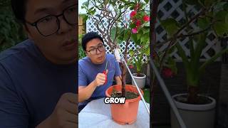 Weird and fun plant propagation methods bougainvillea flowering planting tips [upl. by Renner4]