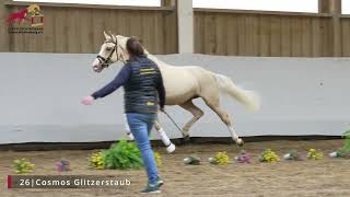 KN 26 Cosmos Glitzerstaub 2022 Hengst v DSP Cosmo Royale  Hesselteichs Golden Dream [upl. by Bainter]