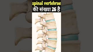 Spinal Bone ll Spinal vertebrae ll Spinal bone structure ll Spinal bone diagram nursingexam bscNur [upl. by Aicyle6]