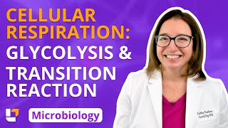 Cellular Respiration Glycolysis amp Transition Reaction Microbio Microbiology  LevelUpRN [upl. by Reilly]