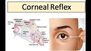 Corneal Reflex [upl. by Eiramaliehs]