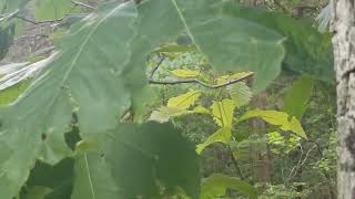 Northern Rough Greensnake [upl. by Sucramed219]