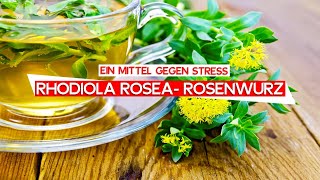 RHODIOLA ROSEA  ROSENWURZ WIRKUNG UND ANWENDUNG [upl. by Akinajnat]