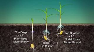 Corn Planting Depth 989 Air Date 31917 [upl. by Notyal584]