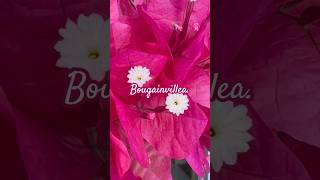 Bougainvilleas have tiny flowers inside of bracts 🤍flowers [upl. by Mikihisa]