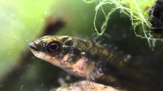 910 Spined Stickleback Pungitius pungitius Underwater UK [upl. by Rasmussen2]