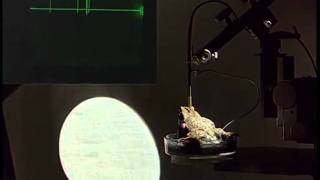 Neuroethology of Toads Part 2 of 3 English Feature Detecting Nerve Cells in the Brain [upl. by Noeruat8]