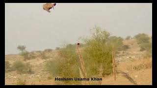 Partridge hunting by Hesham Usama Khan [upl. by Akimrej947]