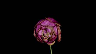 Life of a Rose Flower  Blooming to Withering  TimeLapse Video [upl. by Otsedom]