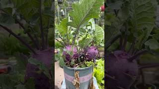 Purple kohlrabi kohlrabi rurallife gardening garden vegetables agriculture lifestyle [upl. by Snahc]