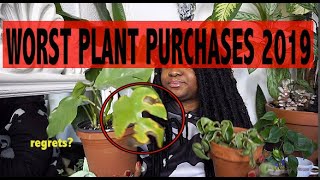 WORST Plant Purchases 2019  Regrets Rhaphidophora Tetrasperma  variegated Hindu Rope [upl. by Marisa437]